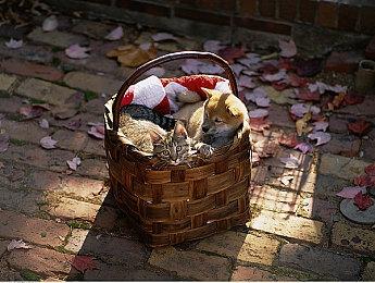 Humble Bundle简化服务 Humble Choice是唯一选项